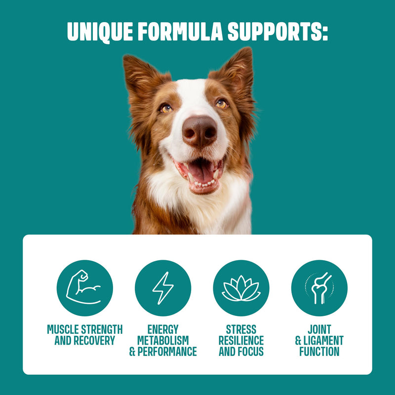 ivvi Sport – Functional Dog Snacks | With Protein, Ashwagandha, Collagen & Amino Acids | Supports Muscle Strength, Recovery & Vitality | 60 Soft Treats (270 g)