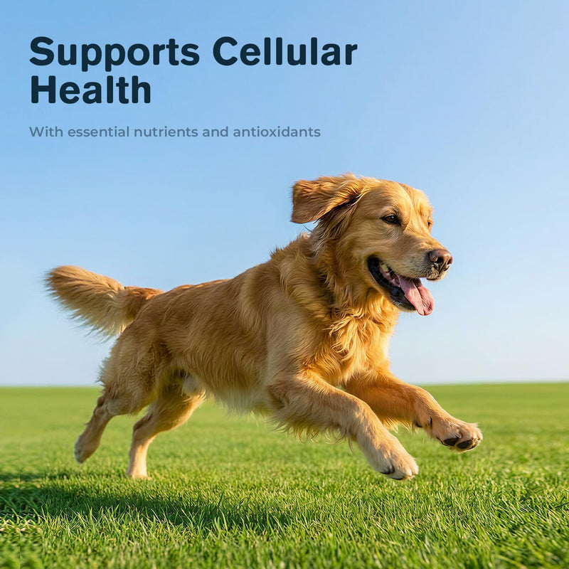 Dog Wart Remover & Lipoma Treatment for Dogs - Turkey Tail Mushroom Powder with AHCC, L-Lysine, Taurine & Zinc - Lumps & Bumps Immune Support Supplement