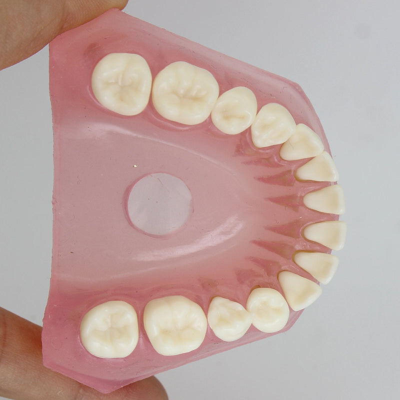 Dental Implant Teeth Model with Removable Teeth for Dental Professionals and Students - BeesActive Australia