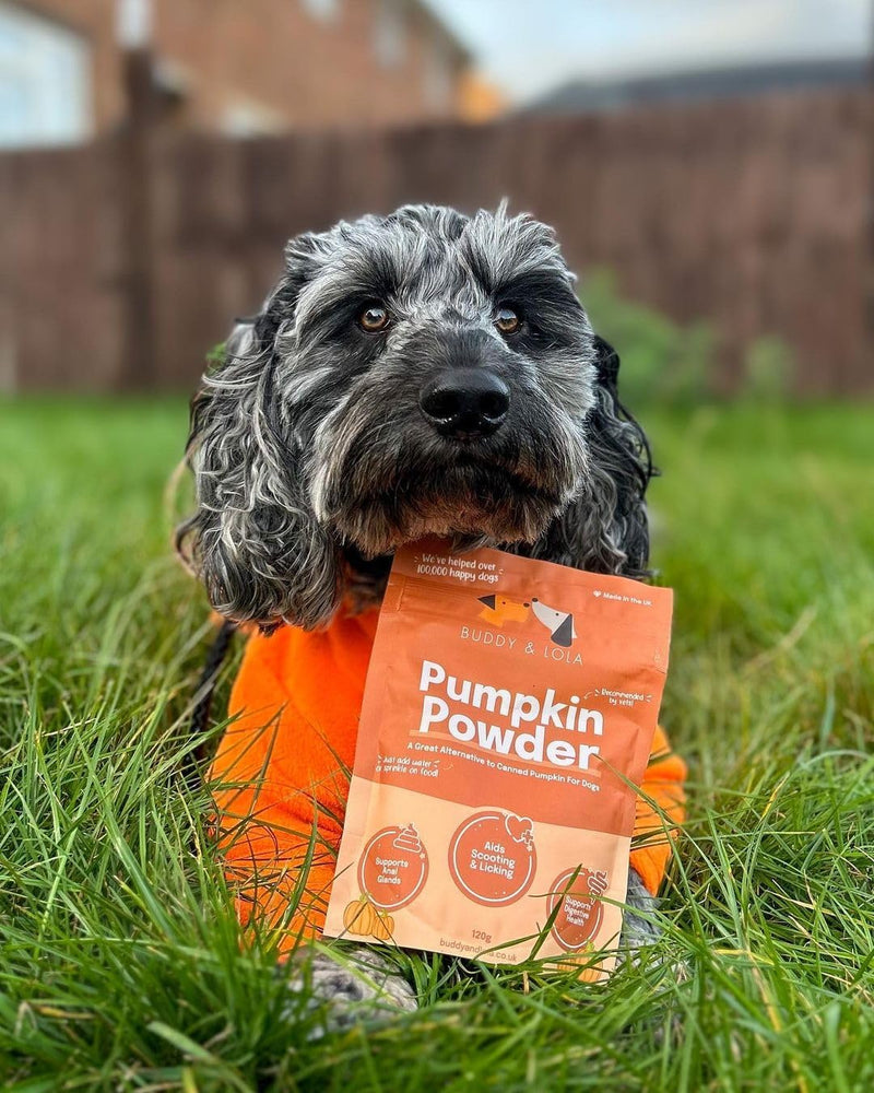 Buddy & Lola 100% Natural Pumpkin Powder For Dogs, Canned Pumpkin Alternative, High Fibre Supplement, Easy To Use Puree For Dogs UK 120g