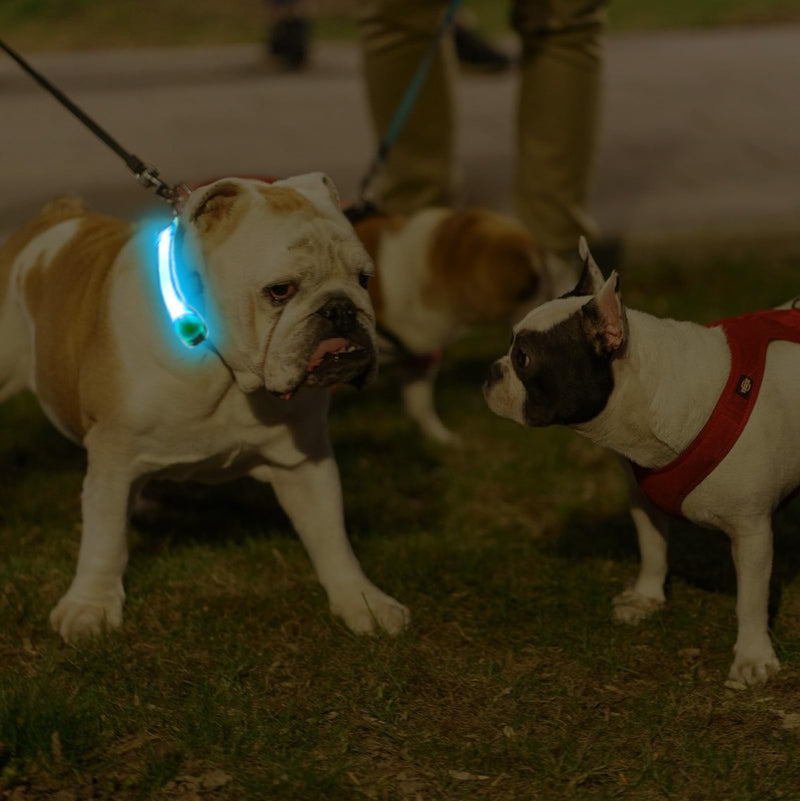 Pack of 2 safety LED light bands for dogs and cats, USB rechargeable safety light collar for dogs, LED light bands for pets with Velcro fastener, easy to attach to collar, leash, harness - BeesActive Australia