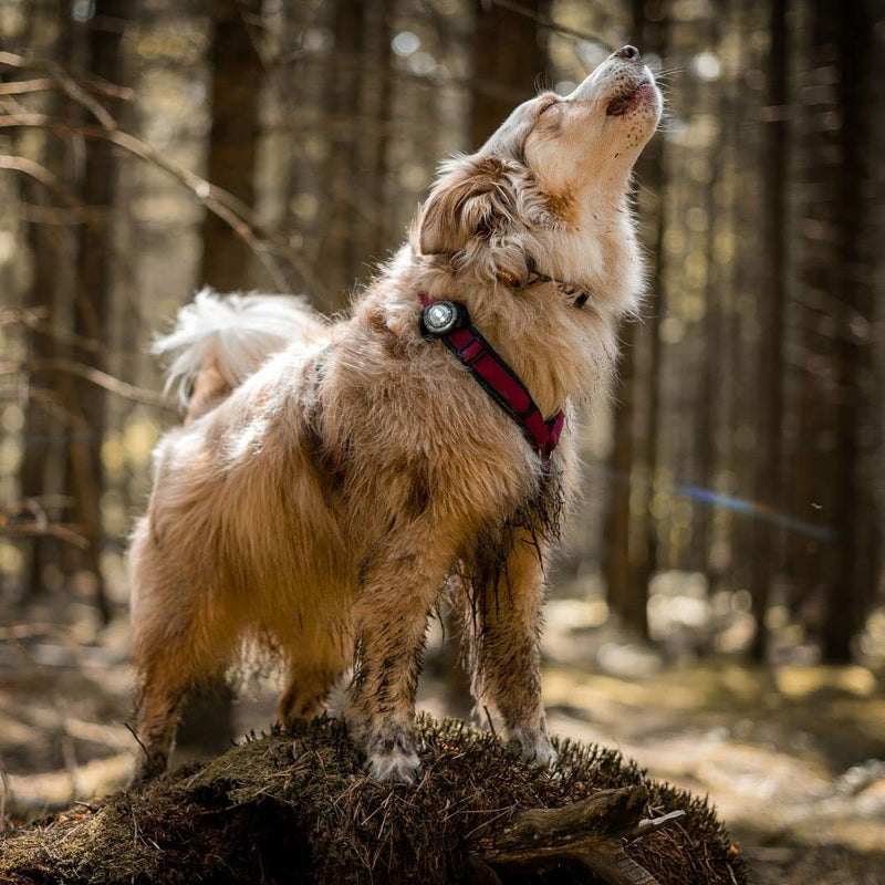 Orbiloc, safety light for dog collars white - BeesActive Australia