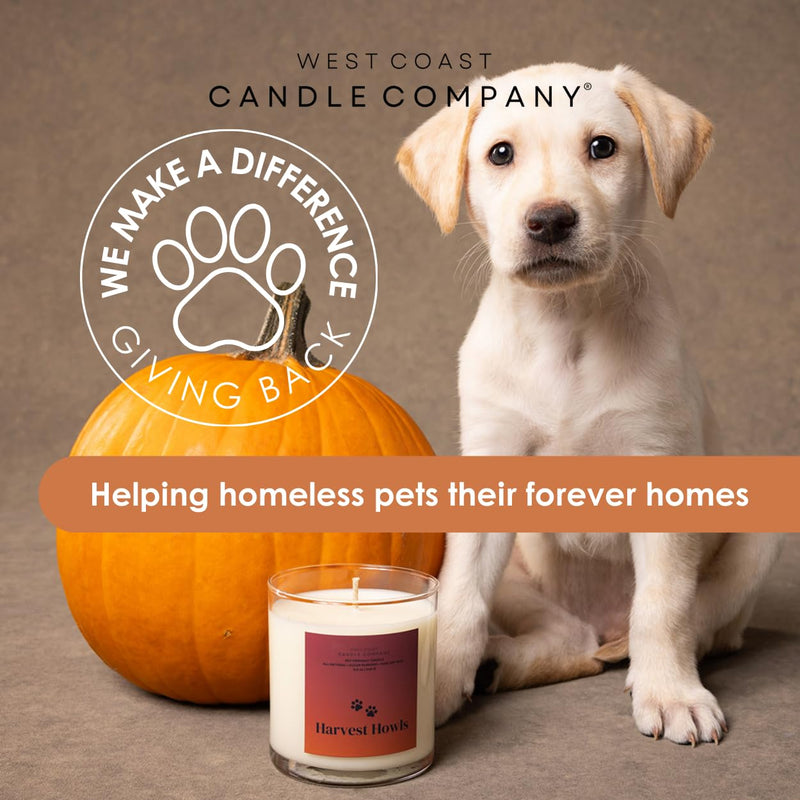 Pet Friendly Wax Melts | Pet Safe Wax Melts | All Natural Dog Safe Wax Melts | Non-Toxic Wax Melts | Pet Odor Eliminator | Pure Soy Wax Melts | Veterinarian Approved (Cider & Spice) Cider & Spice - BeesActive Australia