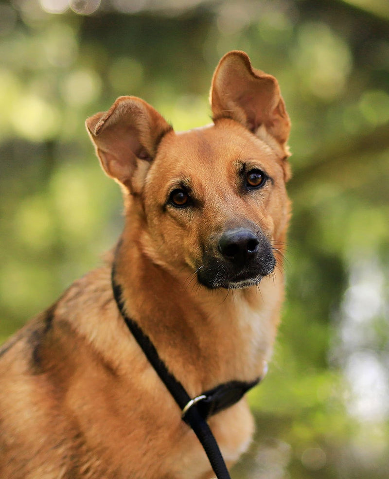 lionto dog collar made of durable nylon for dog training, length 45 cm, 1 cm thickness, pull stop collar for dogs, imitation leather with metal ring & adjustment with stepless slider, black 45 cm length, 1 cm thickness - BeesActive Australia