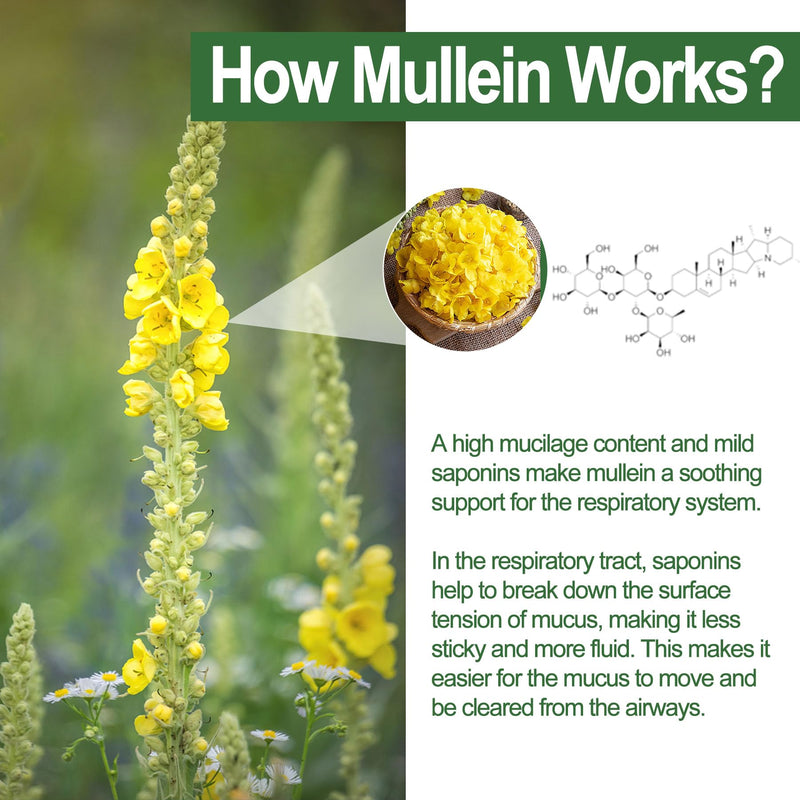 NEVISS Mullein Gummies for Lungs, Organic Mullein Leaf Extract 1000mg for Respiratory System with Quercetin & Bromelain, D3 for Digestive Support, Immune Booster, Sugar Free, Vegan, 60 Count 60 Count (Pack of 1)