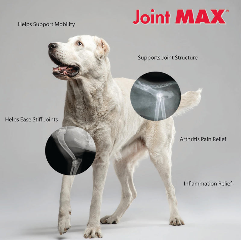 TS Joint Supplement Vet Formulated Pain & Inflammation Relief Treats Hip Dysplasia & Arthritis, Glucosamine, Chondroitin, Turmeric, MSM, HA, Creatine, Omega 3 EPA + DHA.120 Soft Chews 120 Soft Chews - BeesActive Australia