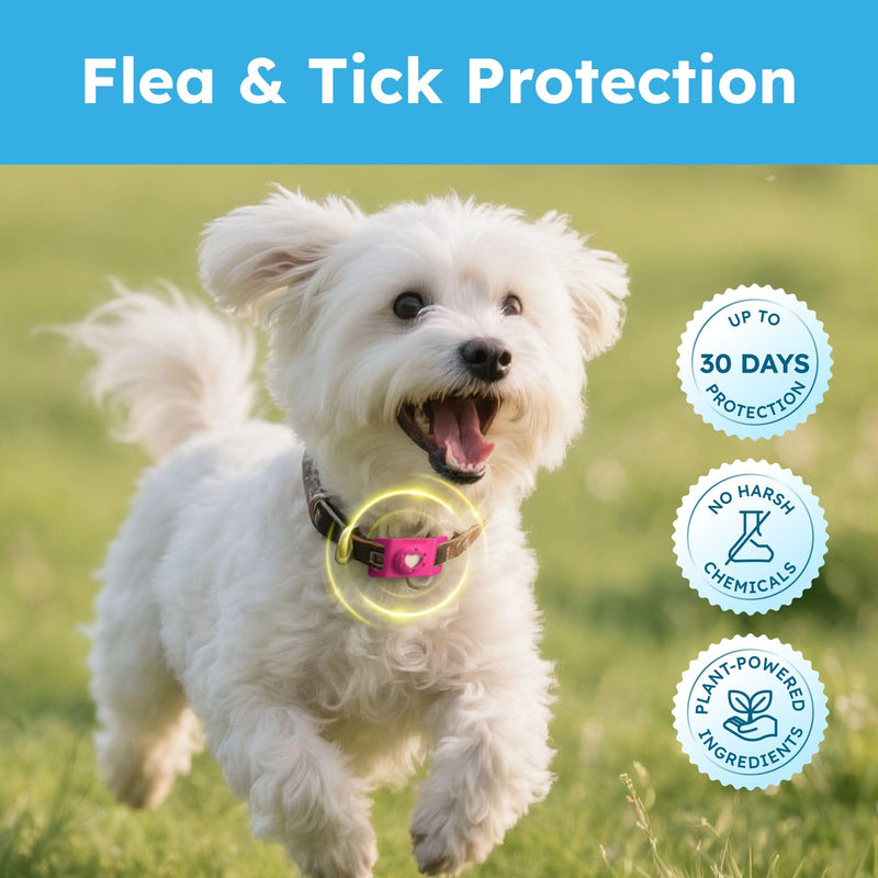 Bug MD Paw Guardian Refill, Plant-Powered Flea & Tick Protection Tablets, 3 Count, 30-Day Protection, Natural Essential Oil Formula 1 Pack