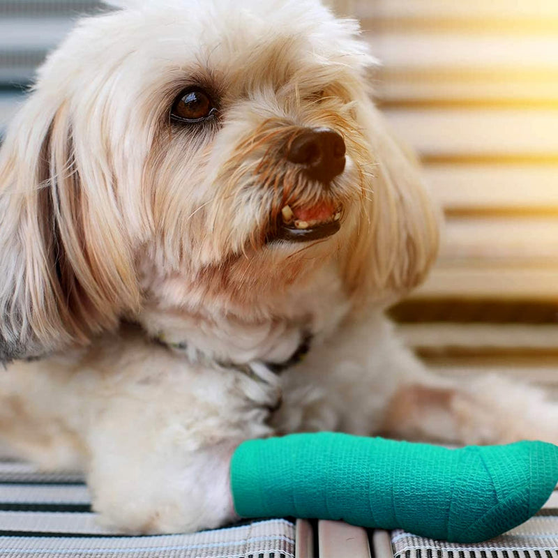 24 Roll Vet Wrap Bandages for Dogs Horses 2 Inch*5Yard Cohesive Medical Tape Self Adhesive Tape Flex Leg Wrap Adherent Non-Woven for Dog Cat Horse Pet Animals 24Rolls 2Inchx5yard-A - BeesActive Australia