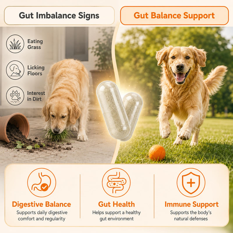 PUAINTA Probiotics for Dogs & Cats – 8-Strain Probiotic with Prebiotics for Digestive & Gut Health, Immune & Stool Support, Helps Dogs Eating Dirt, Grass & Non-Food Items (90 Count) 90 Count