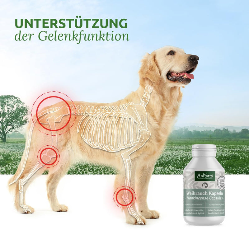 AniForte Frankincense Capsules for Dogs Pack of 100 - Natural Joint Tablets with Boswellic Acid, Support for Joints & Joint Function, Frankincense Tablets for Dog Joints - BeesActive Australia