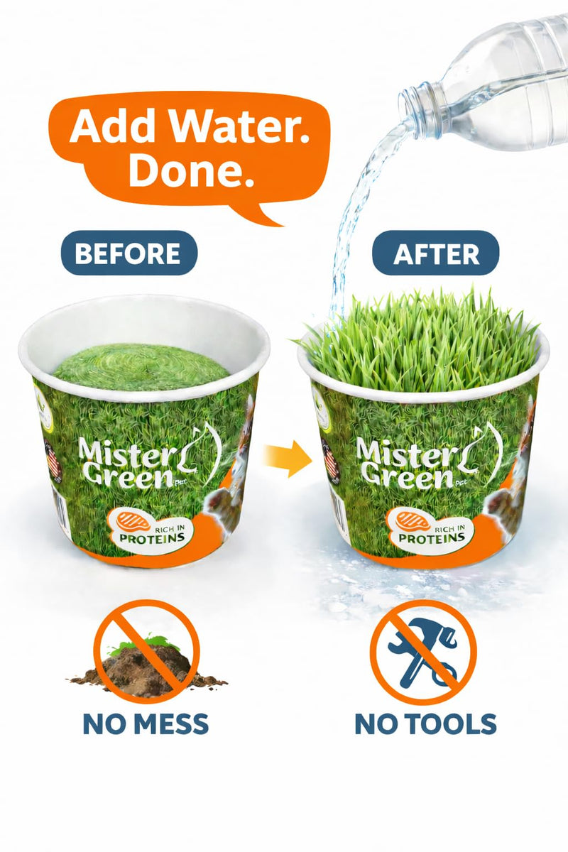 Cat Grass Grow Kit for Indoor Cats – Organic – Easy Grow Fresh Pet Grass – Supports Digestion & Natural Hairball Control – Non - Toxic – Pack (1) | Rich in natural chlorophyll - High natural fiber content - Plant nutrients source - Indoor cat enrichmen...