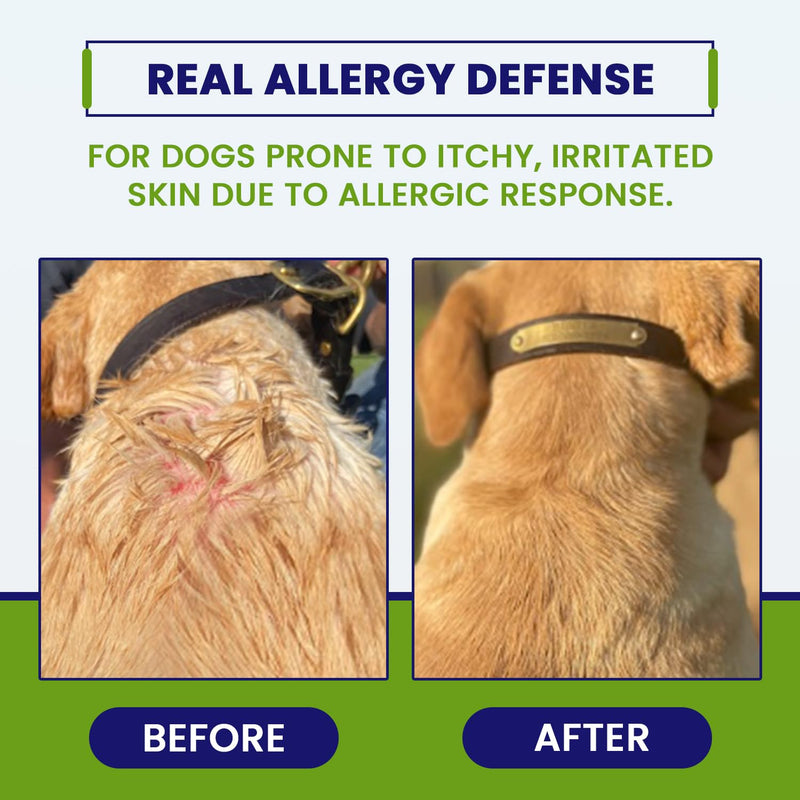 Allergy CZN - Itch and Allergy Chew for Dogs, Seasonal Allergies Anti Itch Dog Chewables with ImmunoRise Blend, 3 oz/120 Count - PawsPlanet Australia