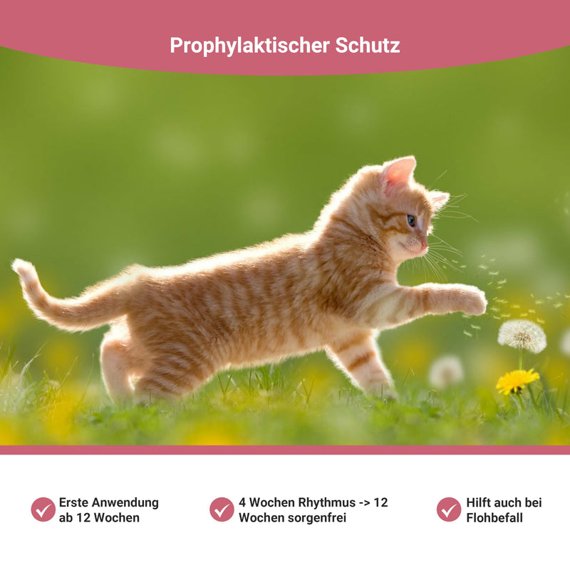 Animal Vita® Spot On tick protection for cats [reliable tick protection] tick repellent for cats - tick protection for cats - Spot On for cats - BeesActive Australia