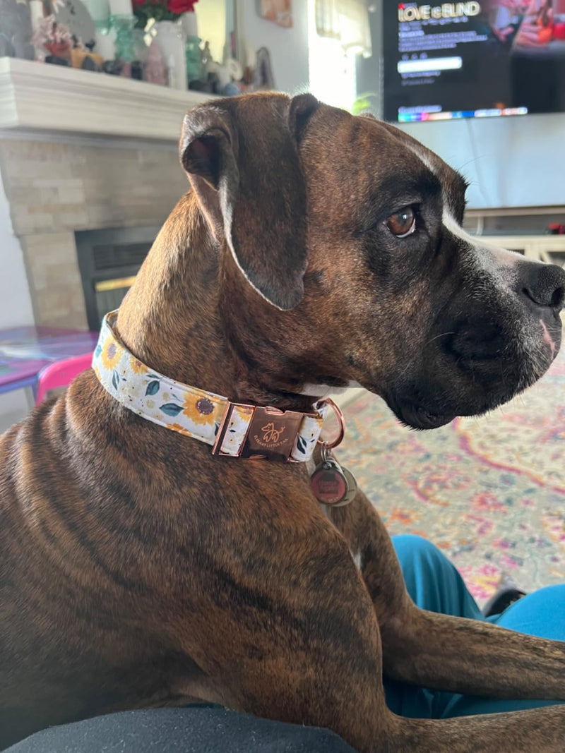 Elegant little tail Dog Collar, Sunflower Pattern Pet Collar Durable Cute Dog Collars Summer Fall Female Pet Gift Adjustable Dog Collar for Medium Dogs Medium (Pack of 1) - BeesActive Australia