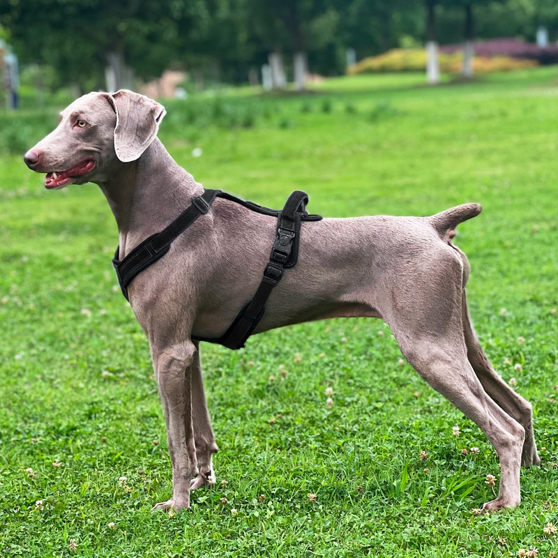 Patas Lague No Pull Dog Harness for Large Dogs, Soft Adjustable Step in No Choke Dog Harness and Leash Set, Reflective Solid Dog Vest Harness with Buckle Lock, Black XL - BeesActive Australia