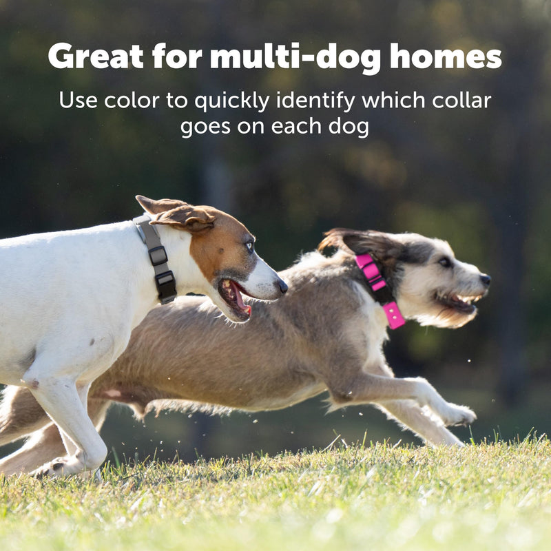 PetSafe Replacement Strap for Guardian GPS + Tracking Dog Fence Collar, Made with Soft-Touch Nylon for Enhanced Comfort and Long-Lasting Wear - Water-Wicking, Waterproof Material, Pink Gray - BeesActive Australia