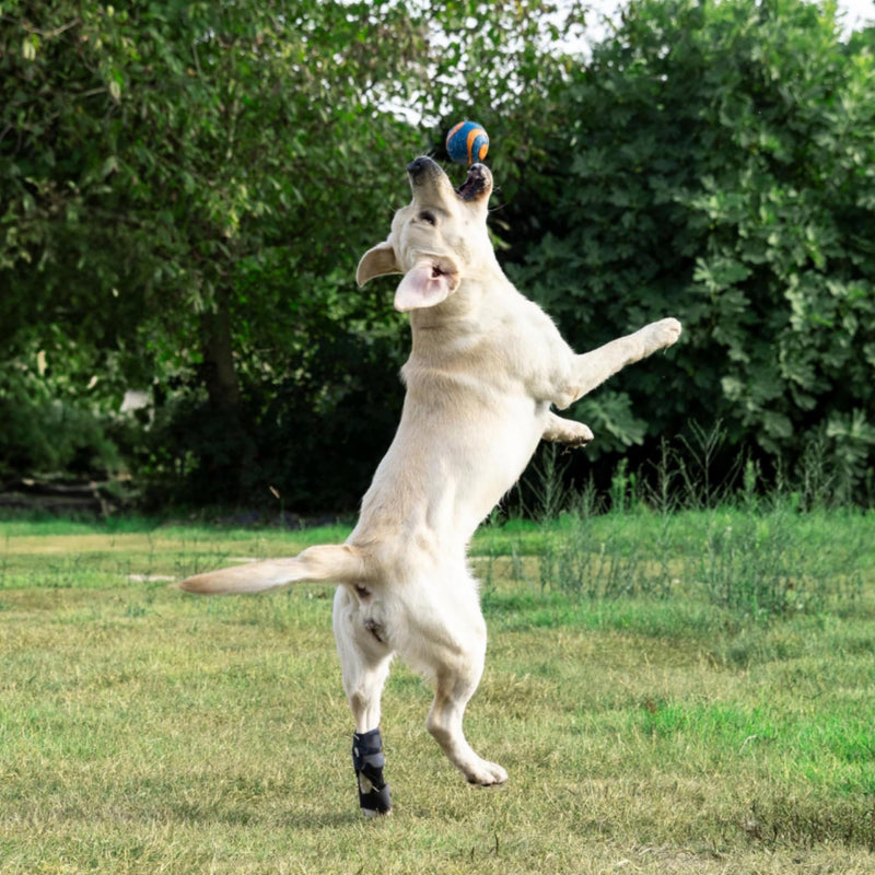Dog Hock Brace for Ankle Support & Arthritis, Vet Approved Dog Back Leg Brace, Adjustable with Removable Splints, Orthopedic Support for Injuries, Sprains & Post-Surgery Recovery (X Small) X Small