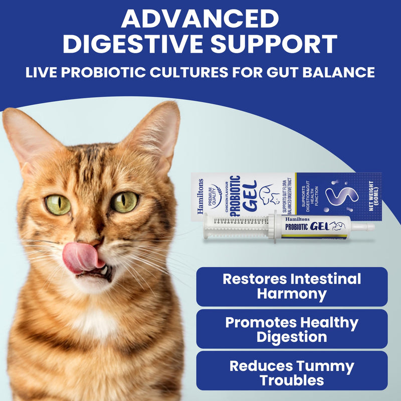 Hamiltons XL 60ml Probiotic & Prebiotic Paste for Dogs & Cats – Chicken Flavour Digestive Supplement – Supports Firm Stools, Digestive Upset & Gut Balance – Immune Support – Large Tube for All Breeds