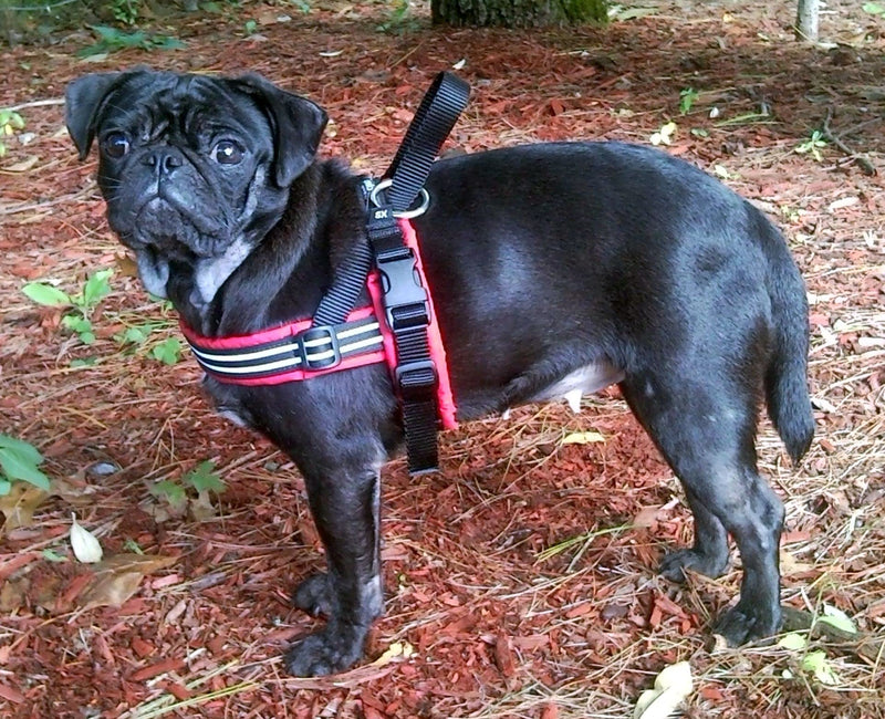 ComfortFlex Sport Harness - American Made No Pull Dog Harness for Large Dogs - Lightweight, Padded, Reflective No Rub Harness for Walking, Running and Control - Large, Purple - BeesActive Australia