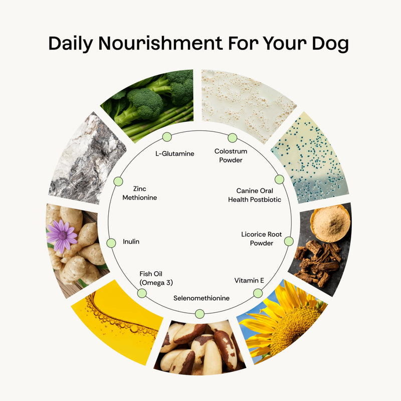 Daily Probiotic + Prebiotic + Postbiotic Dog Supplement Powder | 12-in-1 Gut, Joints, Allergy, Immunity, Calming & Oral Health | Human-Grade, No Artificial Flavors, No Fillers - 30 Sachets