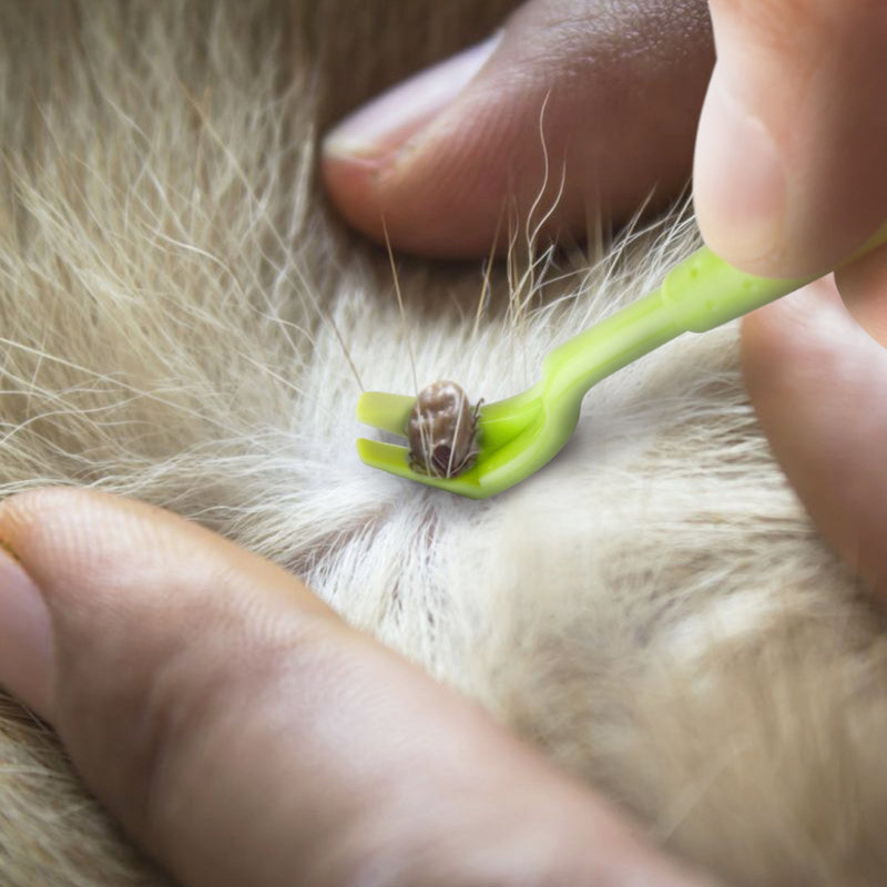 innoGadgets tick hook tick tweezers | Different hooks for all tick sizes | Gentle tick removal in seconds | FREE e-book: Cool tricks for clever dogs | Green (set of 3) - BeesActive Australia