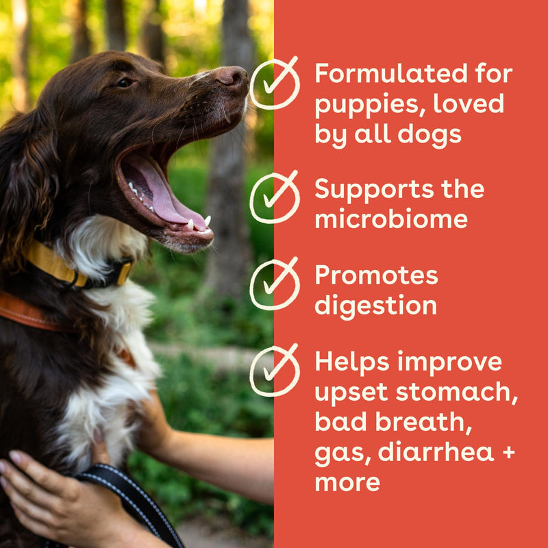 Pupford Gut Health & Immunity Supplement for Puppies and Adult Dogs, Made in The USA, Vet Approved, No Artificial Flavors, Peanut Butter and Jelly, Net Wt. 6.3 oz (120g) - PawsPlanet Australia