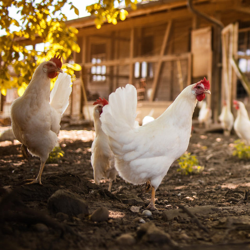 Ida Plus - MitePowder - Naturally against red bird mites - More effective than diatomaceous earth or silica - Ecologically approved - for chickens, quails & other poultry - WITHOUT CHEMICALS - 250g - BeesActive Australia