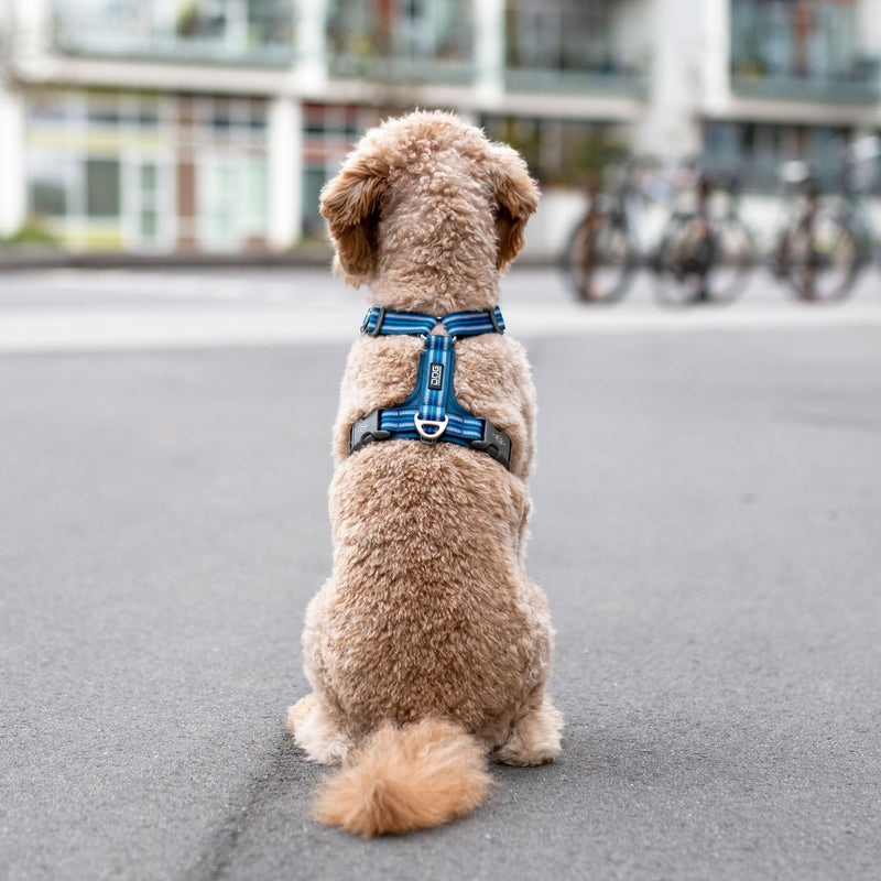 DOG Copenhagen Comfort Walk Air 3.0 Dog Harness - Harness for Dogs - Puppy Harness, Black, M - BeesActive Australia