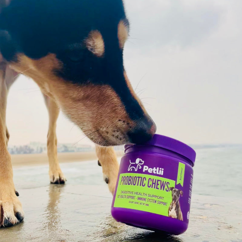 PROBIOTIC CHEWS - dog probiotics for gut health - digestive enzymes for dogs - Improve digestion, reduce diarrhea, itching and discomfort and eliminate foul odours. 120 Chews per tub