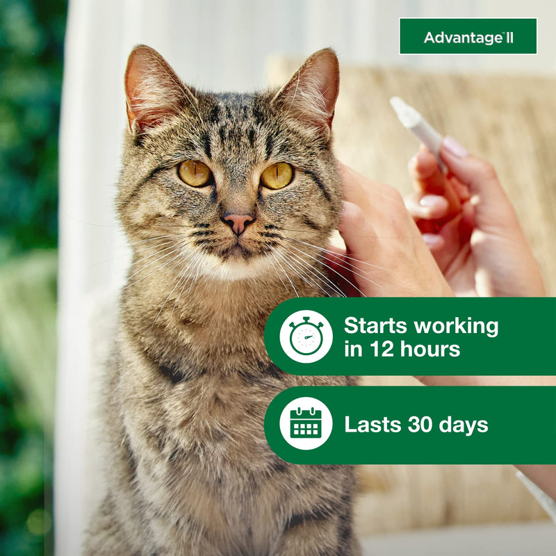 Advantage II Large Cat Vet-Recommended Flea Treatment & Prevention | Cats Over 9 lbs. | 1-Month Supply (Pack of 3) 3-Pack