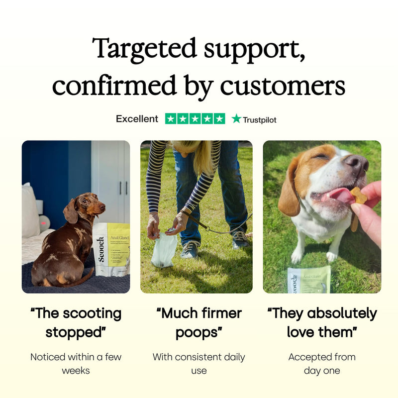 Scooch Anal Gland Supplement for Dogs — Fibre Chews Dogs Actually Eat | Banana, Apple & Coconut | Supports Firm Stools & Natural Gland Emptying | Plant-Based, Grain-Free | 60 Chews