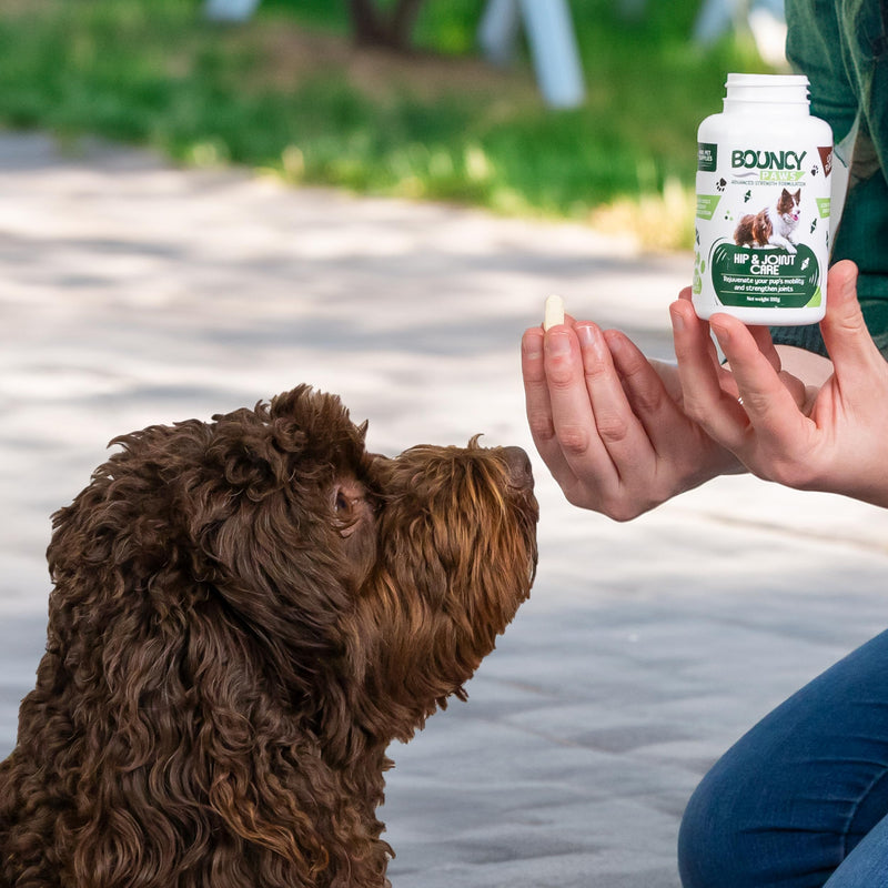 Joint Supplements for Dogs - 90 Tablets Green Lipped Mussel for Dogs, Senior Dog Joint Supplements, Advanced Strength Dog Arthritis Pain Relief with Turmeric, Glucosamine and Chondroitin - Made In UK