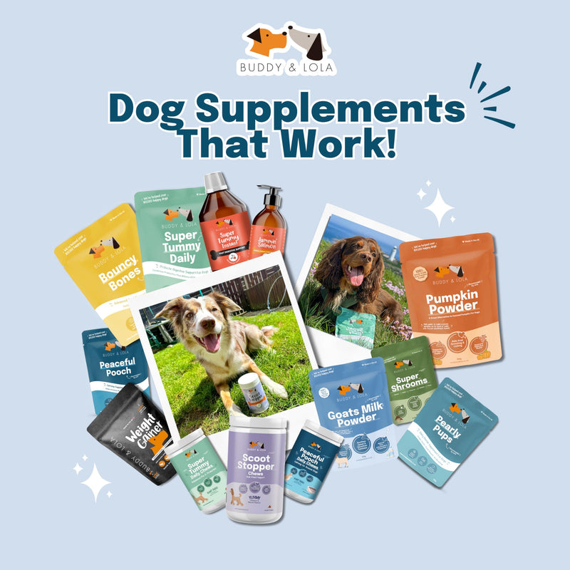 Buddy & Lola 100% Natural Pumpkin Powder For Dogs, Canned Pumpkin Alternative, High Fibre Supplement, Easy To Use Puree For Dogs UK 120g