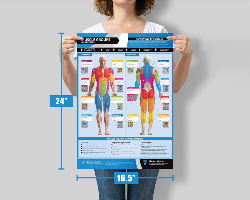 Muscle Groups & Exercise Poster for Home Gym Decor – Laminated Workout Chart with Free Video Training – Fitness Room Decor for Men and Women by Posterfit 24" x 16.5" - BeesActive Australia