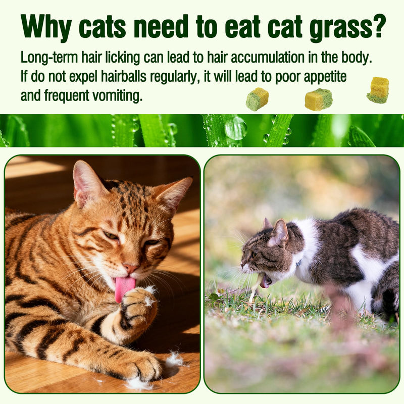 Freezed-Dried Cat Grass Treats, Catgrass Egg Yolk Duo Bites, Cat Dental Treats for Hairball Control and Healthy Coat, Cats Teething Stick (60g, EggYolk) 2.11 Ounce (Pack of 1)