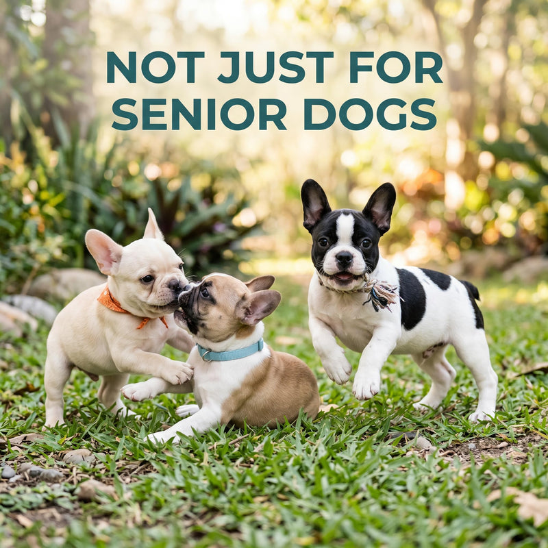 SolaPup® Hip & Joint Chews for Dogs | 120 Soft Mobility & Recovery Chews for Active Dogs | Glucosamine, Chondroitin, Turmeric & Green Lipped Mussel | Bacon Flavor | Made in USA | Gluten & Chicken Free