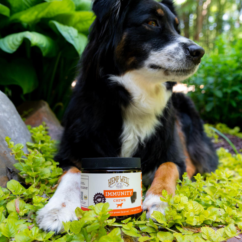 Hemp Well Immune + Allergy Support Dog Soft Chews with Functional Mushrooms and Hemp - 60 Count, Dog Allergy Relief, Itch Relief for Dogs - Dog Vitamins and Supplements for Digestive and Skin Support - PawsPlanet Australia