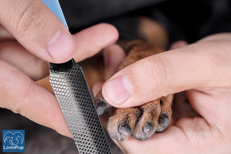 Dog Nail Filer, Professional Nail Grooming Tool, Dog and Cat Nail Files, for Smoothing Rough Edges of Pet’s Nails, Best Nail Filer for Small/Large Dogs & Cats (1 Dog Nail Filer) 1 Dog Nail Filer - BeesActive Australia