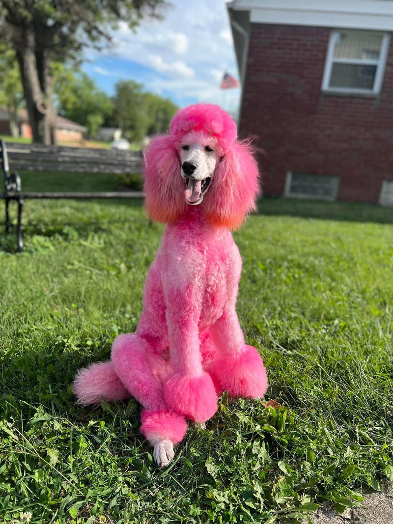 Magic Color Shampoos (Pink). Semi-Permanent Pet Hair Coloring Shampoo, Safe and Gentle Ammonia and Paraben Free Hair Dye Shampoo, Non-Toxic Coloring Shampoo for All Pets Can be Bathed. Pink - PawsPlanet Australia