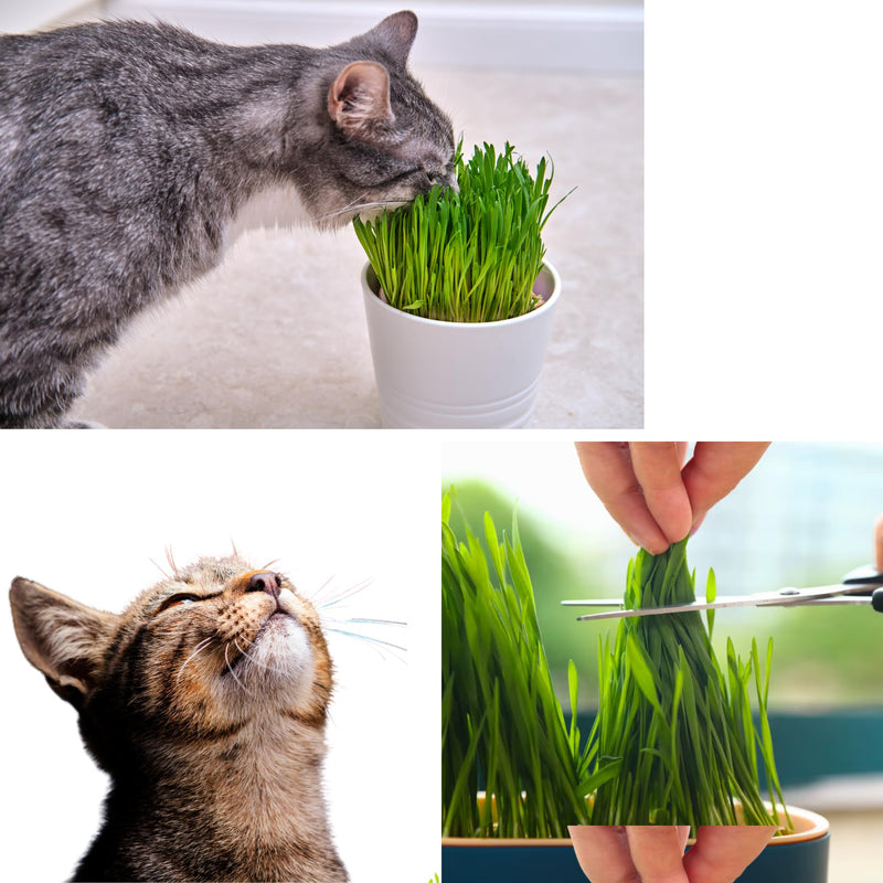 TheGuard Cat Grass Seeds Grow at Home Kit 5-Pack & Natural Wooden 6-Pack Catnip Sticks | Indoor Grass Seeds, Silvervine Matatabi Dental Chew Sticks for Indoor Pet Hairball Natural Chewer