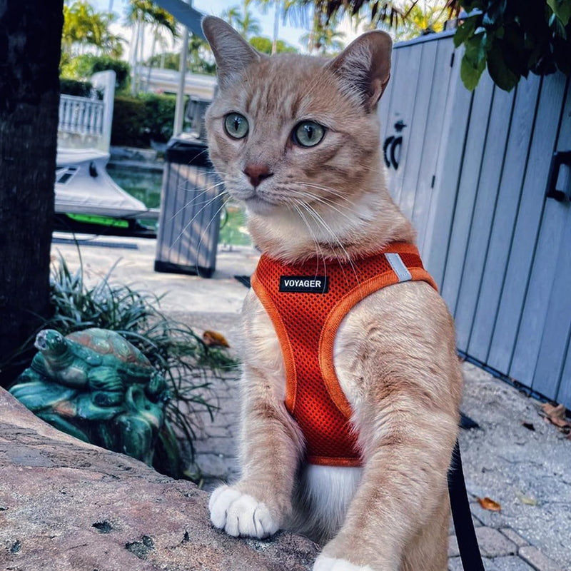 Voyager Step-In Air Dog Harness by Best Pet Supplies - All Weather Mesh Step in Vest Harness for Small and Medium Dogs, Orange, size XS - Chest 33-37 cm Orange (matching hem) XS (Chest: 13 - 14.5") - BeesActive Australia