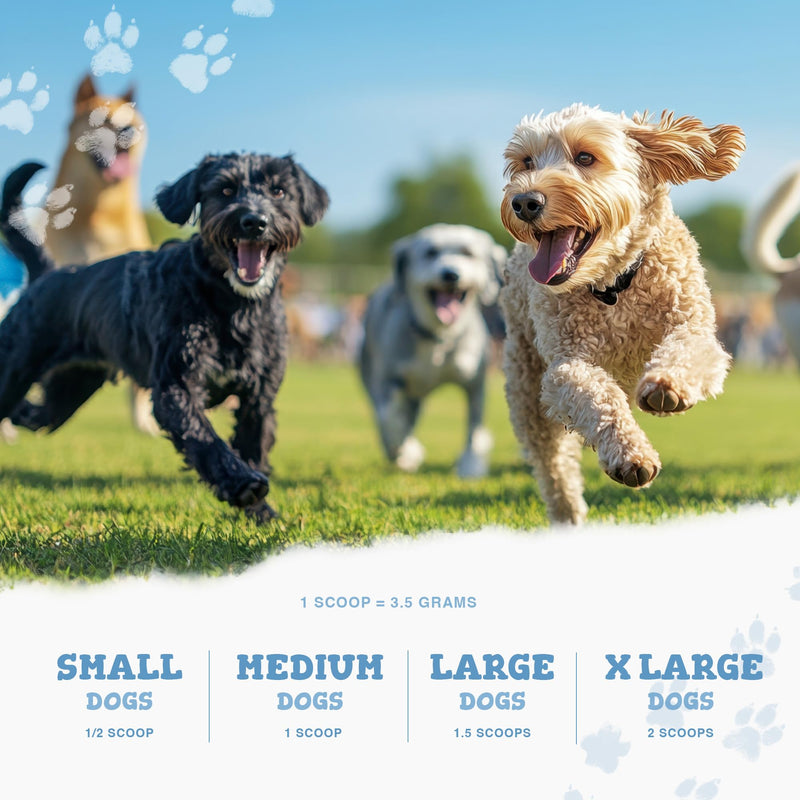 Zipvit Probiotics for Dogs, Daily Dog Probiotic Powder for Gut Health and Digestion, 525 Million CFU per Serving, with Prebiotics and Postbiotics, 150g