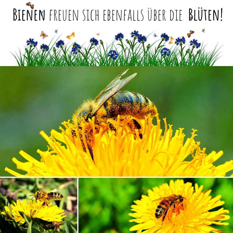 Dandelion seeds for rabbits - wild herb seeds as an optimal food supplement for rabbits, guinea pigs and turtles (5,000 seeds) 5,000 seeds - BeesActive Australia