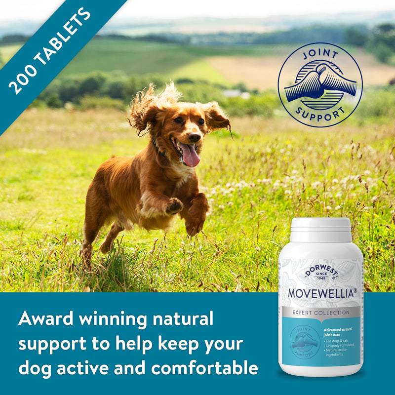 Dorwest Herbs MoveWellia Joint Care Supplement for Dogs and Cats - 200 Tablets - Natural Dog Supplements for Joint Discomfort with Boswellia, Chondroitin, Glucosamine and Celery Seed