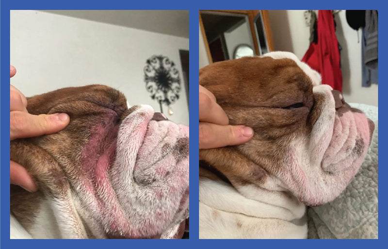 Squishface Wrinkle Paste & Flexible Silicone Dog Wrinkle Cream Applicator Bundle - Softer, Cleaner Way to Apply Wrinkle Paste to Your Dog's Face - Great for All Breeds! - PawsPlanet Australia