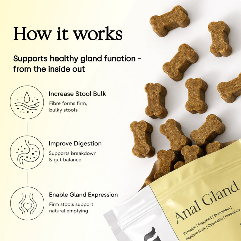 Scooch Anal Gland Supplement for Dogs — Fibre Chews Dogs Actually Eat | Banana, Apple & Coconut | Supports Firm Stools & Natural Gland Emptying | Plant-Based, Grain-Free | 60 Chews