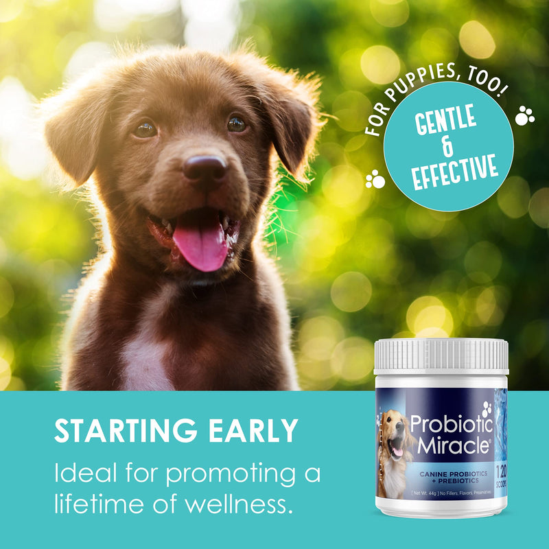 Probiotic Miracle® : Canine Probiotics + Prebiotics : Unflavoured : Concentrated Powder