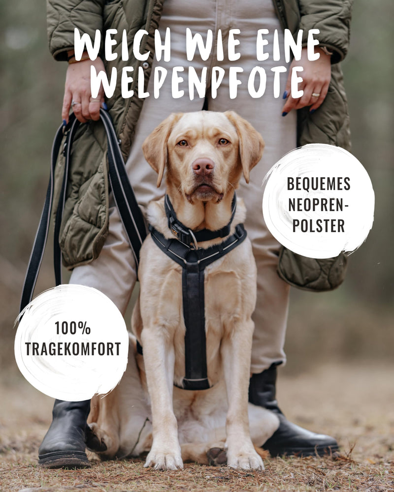 Rudelkönig Paola Dog Harness - Reflective Chest Harness with Handle - Medium Dog Harness in Y Design - Adjustable Dog Harness for Medium-sized Dogs M Black Reflective - BeesActive Australia