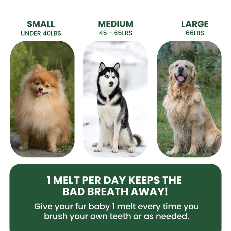 Bad Breath Oral Support for Dogs 5 in 1 – 10 Oral Melts – Natural Sage, Spirulina, Apple Cider Vinegar – Dog Dental Care Products & Breath Freshener – Fast Dissolving Dog Breath Treats 10 Strips