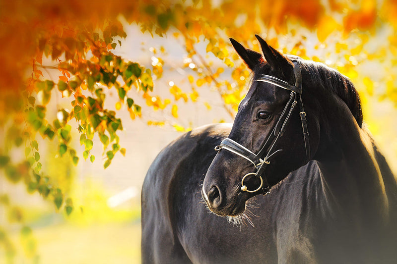 100% Pure Rosehip Powder - 1KG Multivitamin and Mineral Super-food for Maintaining Equine Health and Joint Support